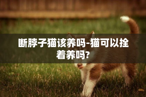 斷脖子貓該養嗎-貓可以拴著養嗎?