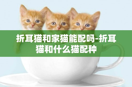 折耳貓和家貓能配嗎-折耳貓和什么貓配種