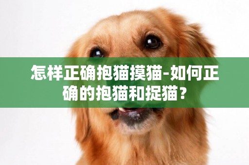 怎樣正確抱貓摸貓-如何正確的抱貓和捉貓？