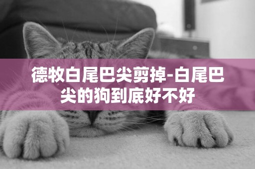 德牧白尾巴尖剪掉-白尾巴尖的狗到底好不好
