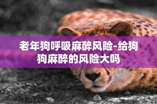 老年狗呼吸麻醉風險-給狗狗麻醉的風險大嗎