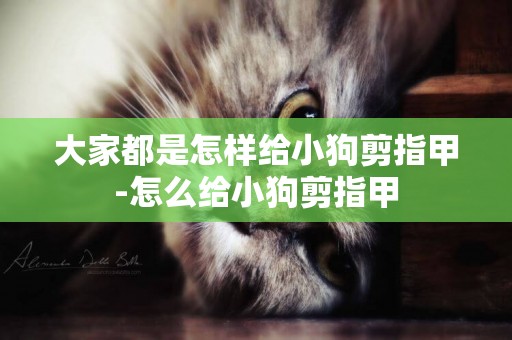 大家都是怎樣給小狗剪指甲-怎么給小狗剪指甲