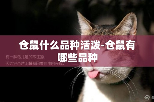 倉鼠什么品種活潑-倉鼠有哪些品種