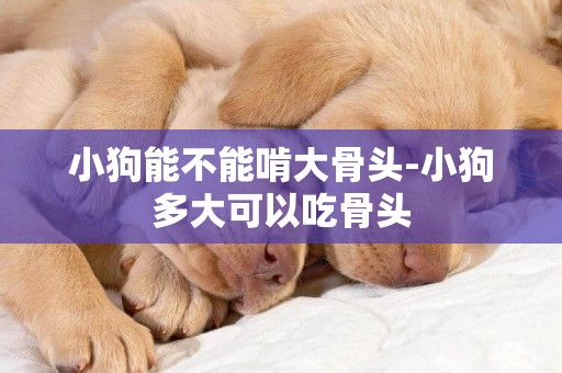 小狗能不能啃大骨頭-小狗多大可以吃骨頭