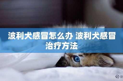 波利犬感冒怎么辦 波利犬感冒治療方法