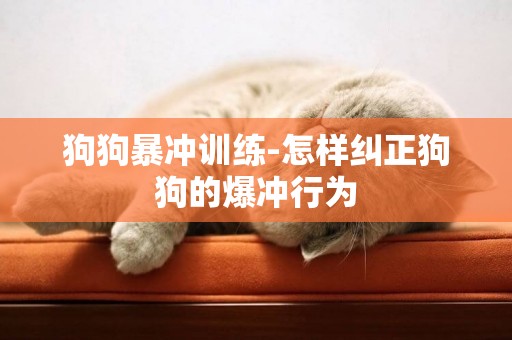 狗狗暴沖訓練-怎樣糾正狗狗的爆沖行為