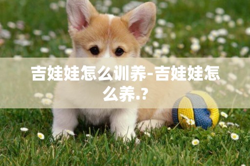 吉娃娃怎么訓養-吉娃娃怎么養.?