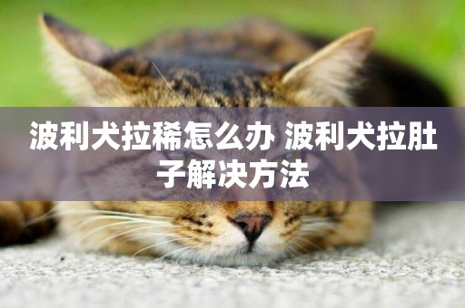 波利犬拉稀怎么辦 波利犬拉肚子解決方法