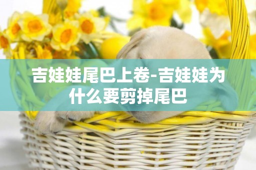 吉娃娃尾巴上卷-吉娃娃為什么要剪掉尾巴