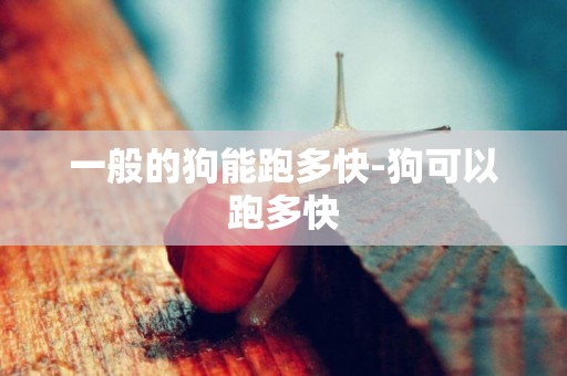 一般的狗能跑多快-狗可以跑多快