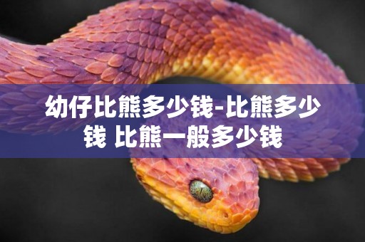 幼仔比熊多少錢-比熊多少錢 比熊一般多少錢