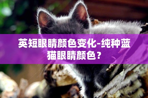 英短眼睛顏色變化-純種藍貓眼睛顏色？