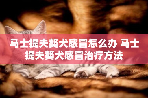 馬士提夫獒犬感冒怎么辦 馬士提夫獒犬感冒治療方法
