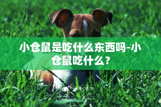 小倉鼠是吃什么東西嗎-小倉鼠吃什么？