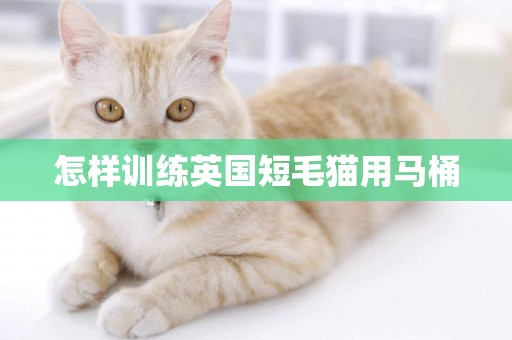 怎樣訓練英國短毛貓用馬桶