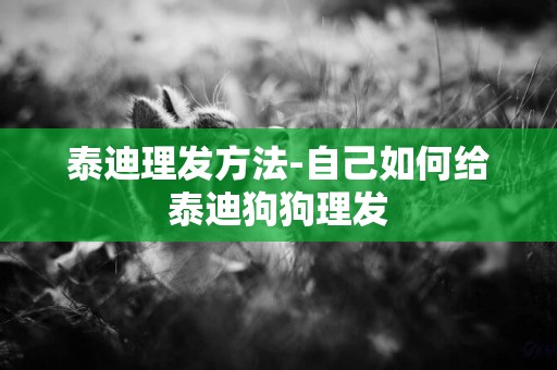 泰迪理發方法-自己如何給泰迪狗狗理發