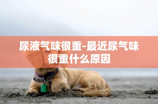 尿液氣味很重-最近尿氣味很重什么原因