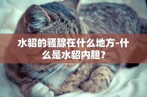 水貂的騷腺在什么地方-什么是水貂內膽？