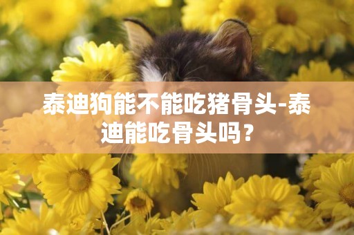 泰迪狗能不能吃豬骨頭-泰迪能吃骨頭嗎？
