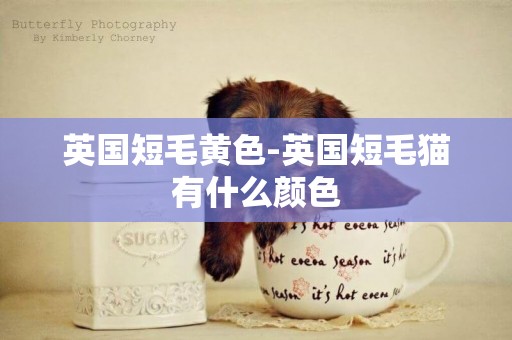英國短毛黃色-英國短毛貓有什么顏色