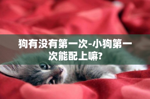 狗有沒有第一次-小狗第一次能配上嘛?