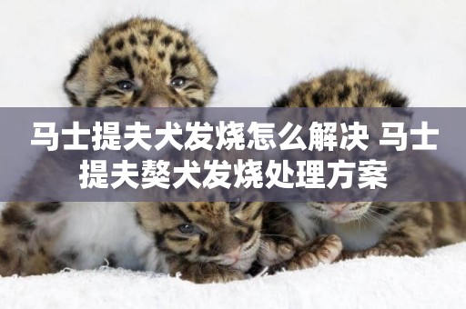 馬士提夫犬發燒怎么解決 馬士提夫獒犬發燒處理方案