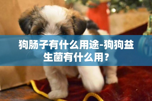 狗腸子有什么用途-狗狗益生菌有什么用？