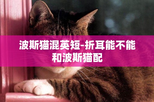 波斯貓混英短-折耳能不能和波斯貓配