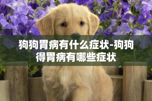 狗狗胃病有什么癥狀-狗狗得胃病有哪些癥狀
