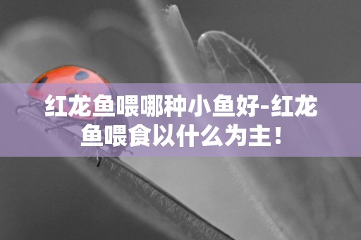 紅龍魚喂哪種小魚好-紅龍魚喂食以什么為主！