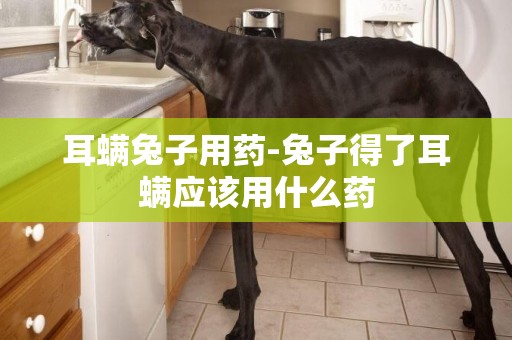 耳螨兔子用藥-兔子得了耳螨應該用什么藥