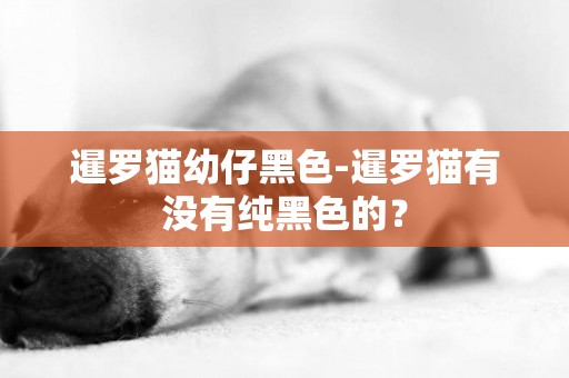 暹羅貓幼仔黑色-暹羅貓有沒有純黑色的？