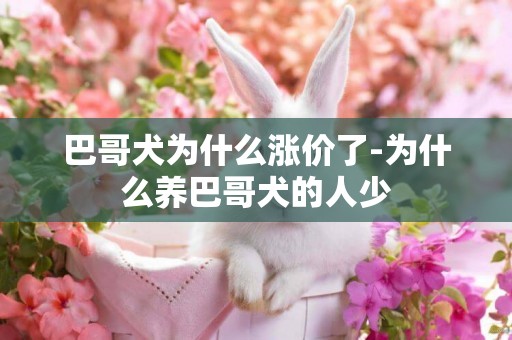 巴哥犬為什么漲價了-為什么養巴哥犬的人少