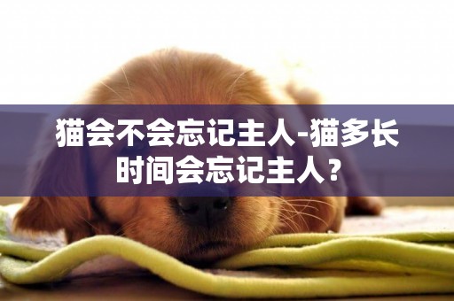 貓會不會忘記主人-貓多長時間會忘記主人？