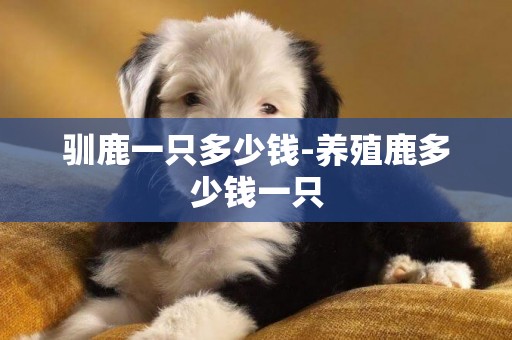 馴鹿一只多少錢-養殖鹿多少錢一只 馴鹿一只多少錢-養殖鹿多少錢一只