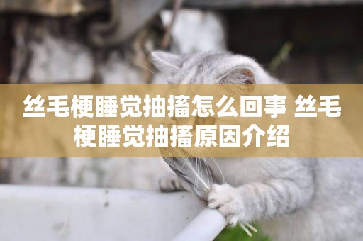 絲毛梗睡覺抽搐怎么回事 絲毛梗睡覺抽搐原因介紹