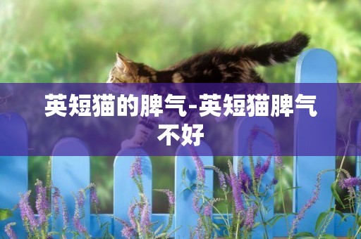 英短貓的脾氣-英短貓脾氣不好