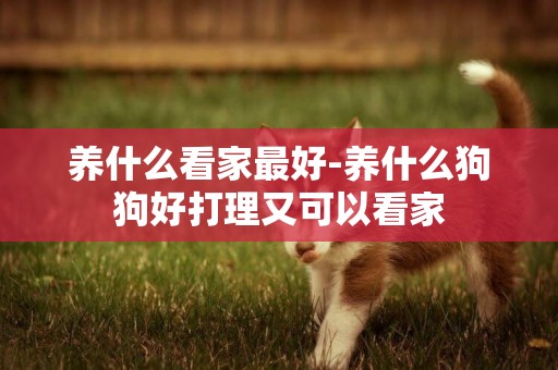 養什么看家最好-養什么狗狗好打理又可以看家