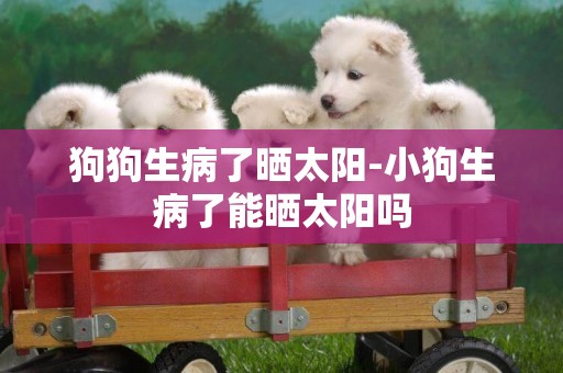 狗狗生病了曬太陽-小狗生病了能曬太陽嗎 狗狗生病了曬太陽-小狗生病了能曬太陽嗎