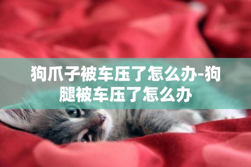 狗爪子被車壓了怎么辦-狗腿被車壓了怎么辦 狗爪子被車壓了怎么辦-狗腿被車壓了怎么辦