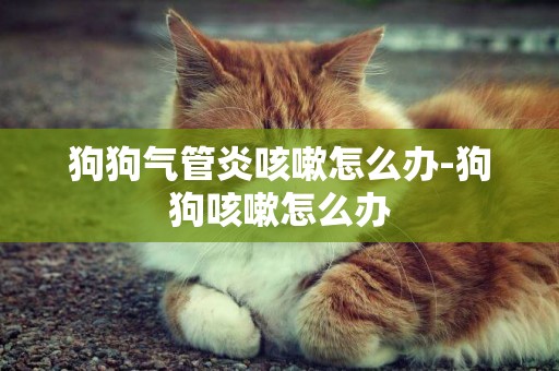 狗狗氣管炎咳嗽怎么辦-狗狗咳嗽怎么辦