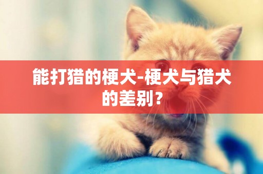 能打獵的梗犬-梗犬與獵犬的差別？