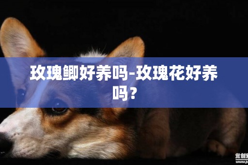 玫瑰鯽好養嗎-玫瑰花好養嗎？