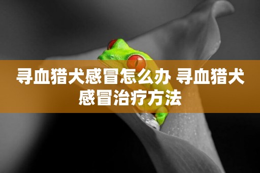 尋血獵犬感冒怎么辦 尋血獵犬感冒治療方法