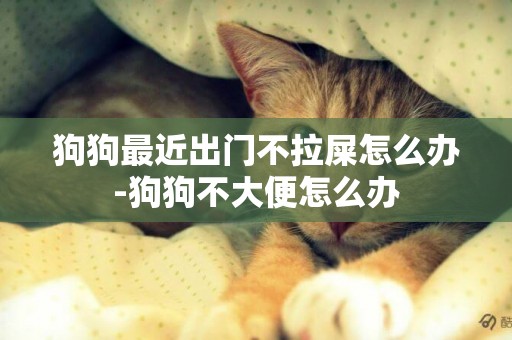 狗狗最近出門不拉屎怎么辦-狗狗不大便怎么辦