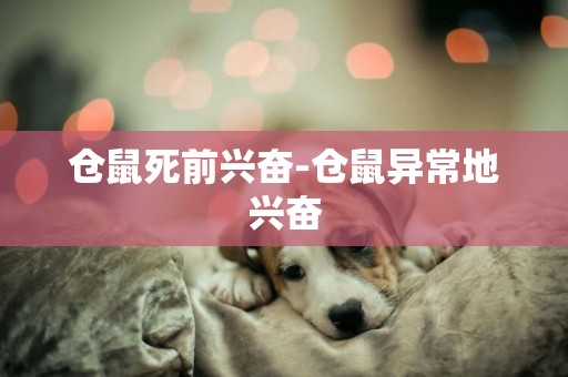 倉鼠死前興奮-倉鼠異常地興奮