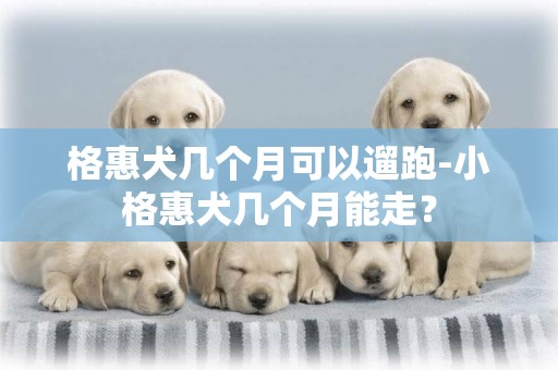 格惠犬幾個月可以遛跑-小格惠犬幾個月能走？
