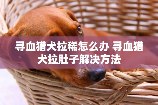 尋血獵犬拉稀怎么辦 尋血獵犬拉肚子解決方法