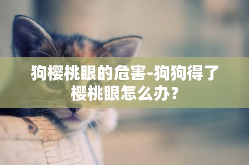 狗櫻桃眼的危害-狗狗得了櫻桃眼怎么辦? 狗櫻桃眼的危害-狗狗得了櫻桃眼怎么辦?