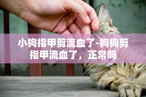 小狗指甲剪流血了-狗狗剪指甲流血了，正常嗎